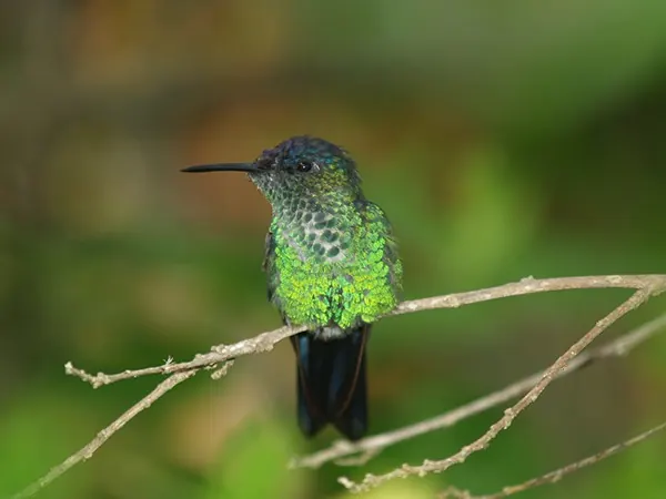 Thalurania glaucopis