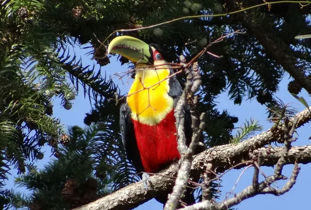 Ramphastos dicolorus